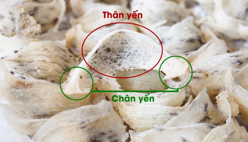 Cấu trúc tổ yến - Chân yến